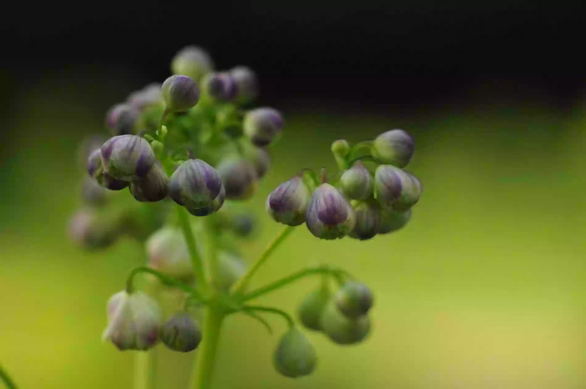 PAN Ogród Botaniczny – CZRB w Powsinie