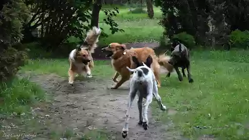 Dog Camp Grotniki. Domowy hotel dla psów