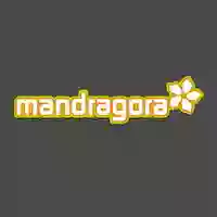 Mandragora