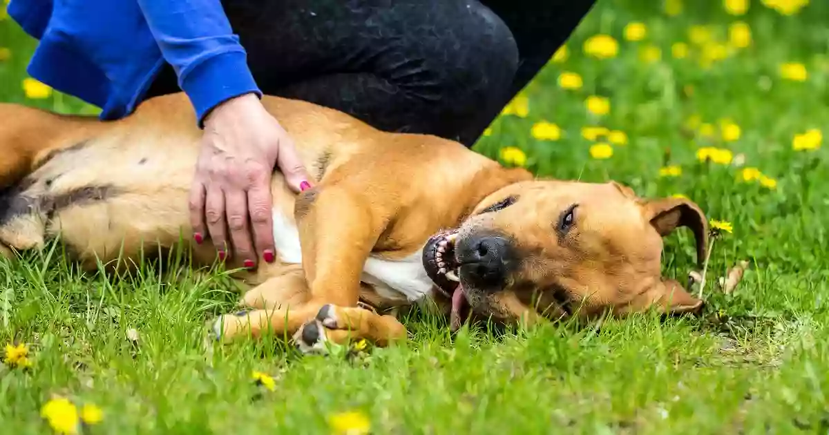 Miejskie Schronisko dla Zwierząt w Tychach - Tyski Zakład Usług Komunalnych