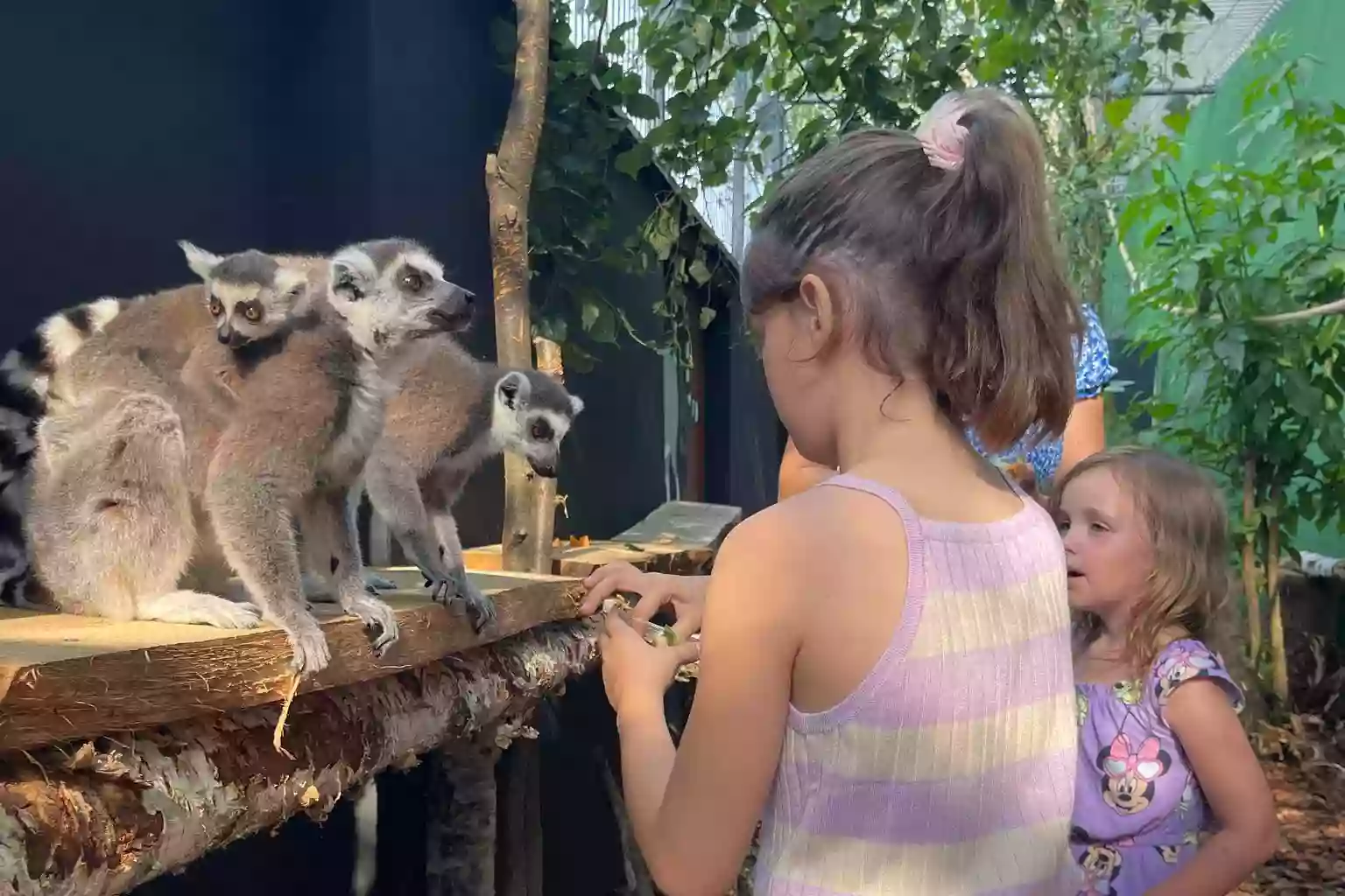 MiniZoo.pl - Egzotarium, Alpakarnia, Sala urodzinowa