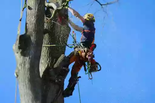 Prace wysokościowe AlpinTree