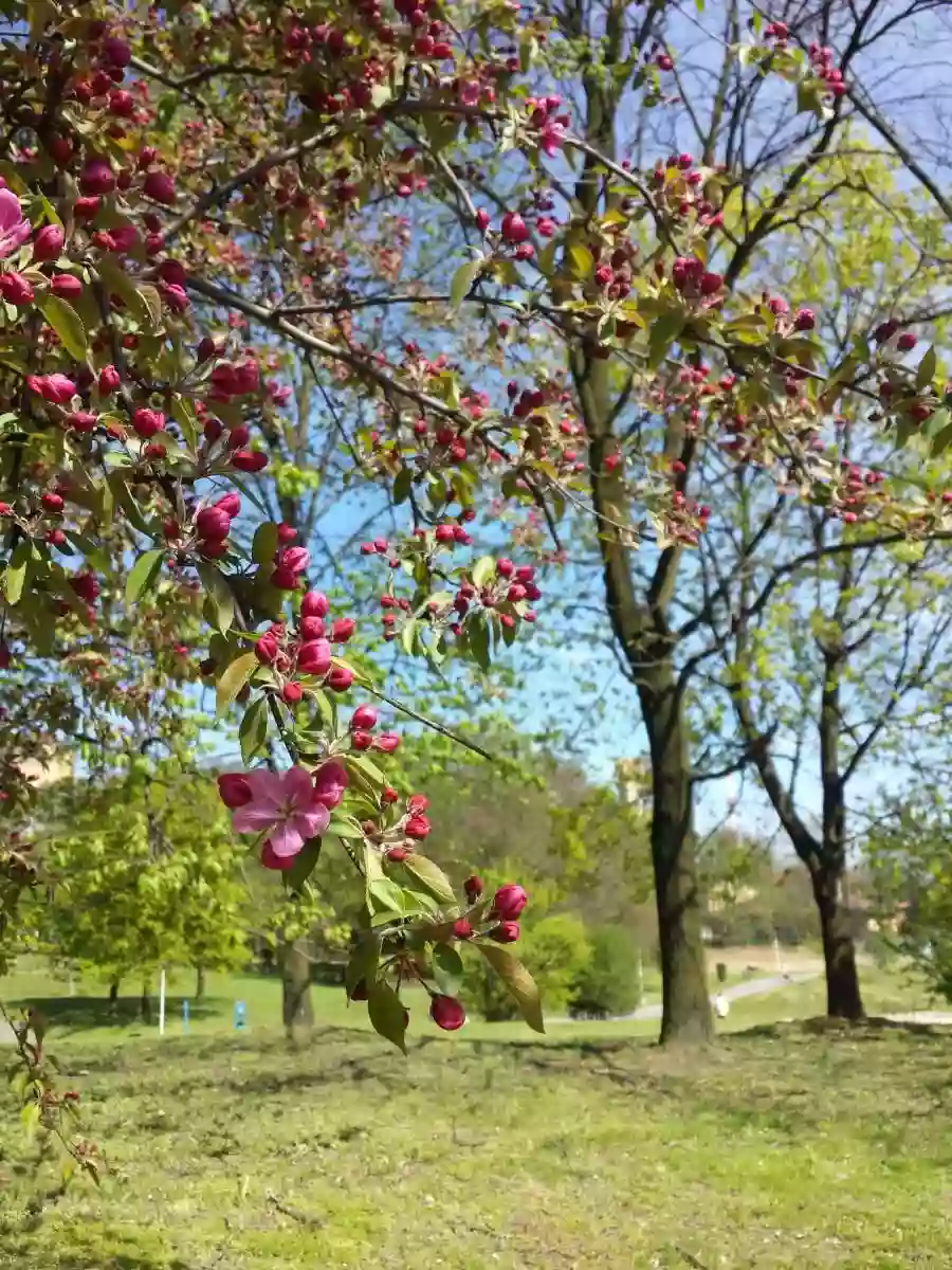 Park św. Franciszka z Asyżu w Tychach