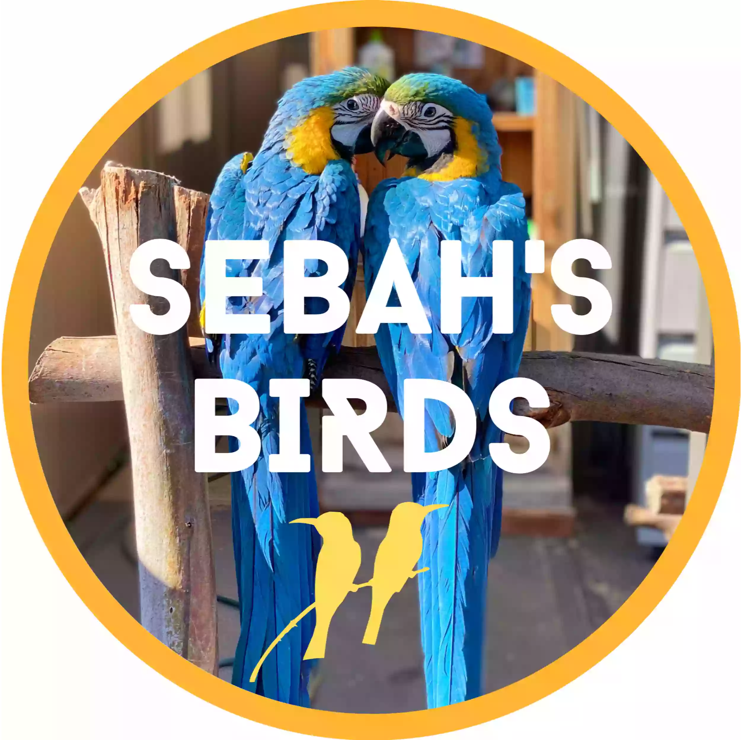 Sebah's Birds