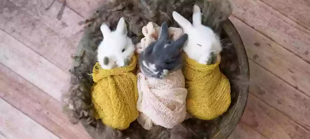 Baby Blue Bunnies