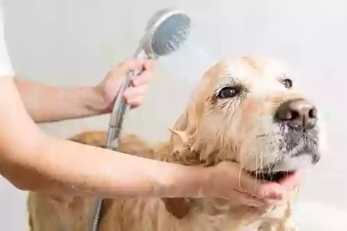 Bow Wow Dog Wash and Grooming