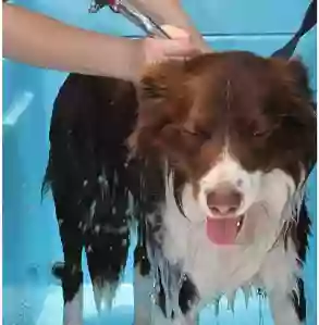 Aussie Pooch Mobile Dog Wash Mount Druitt