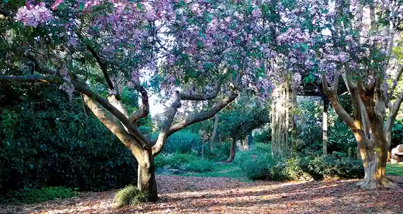 The Lilian Fraser Garden