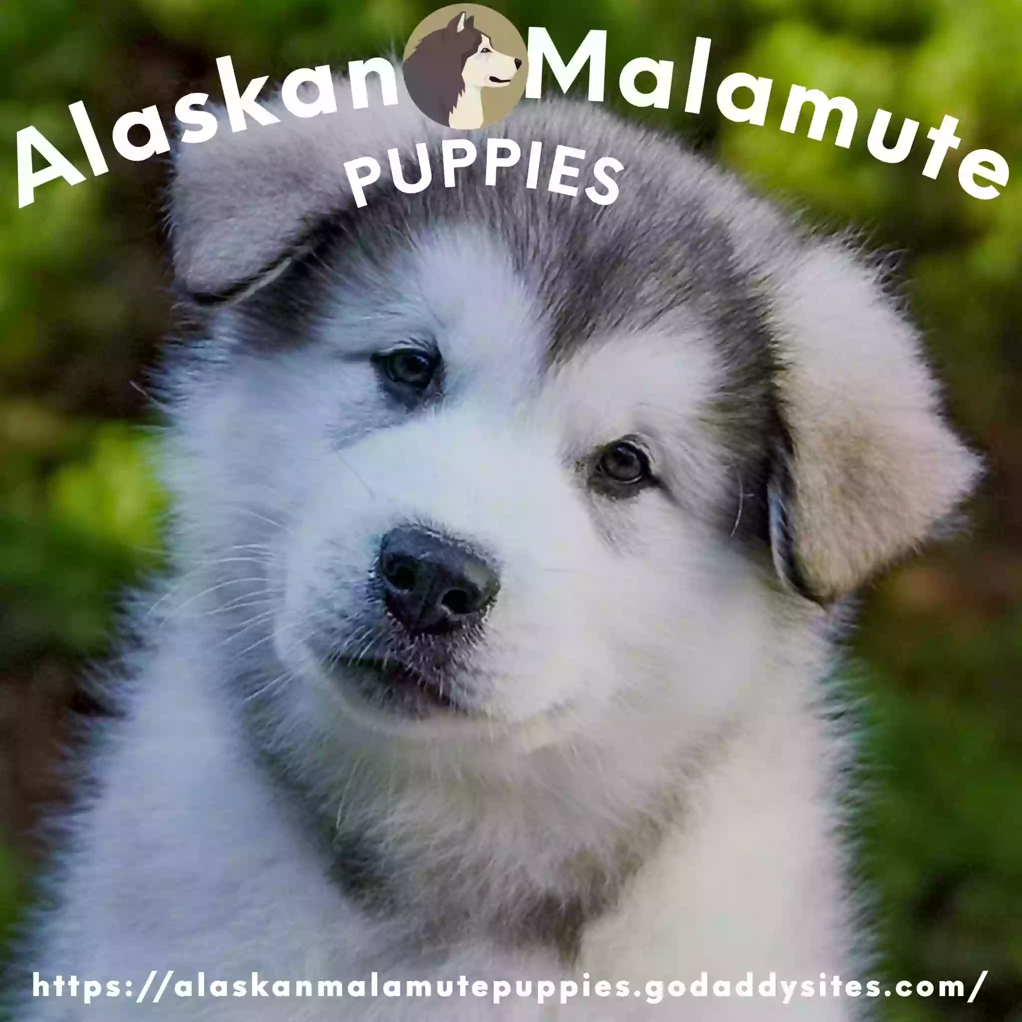 alaskan malamute puppies