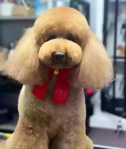 Shampers Dog Grooming Salon