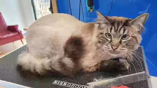 Purrfect Cat Grooming