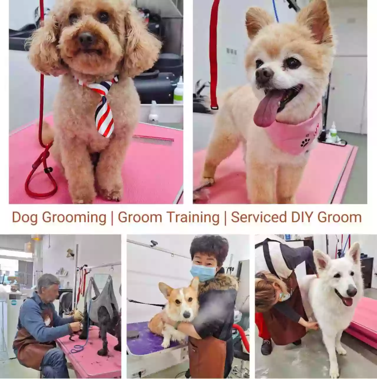 iPet Grooming & Training Club