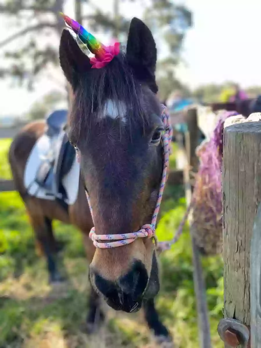 Geelong horses Centre