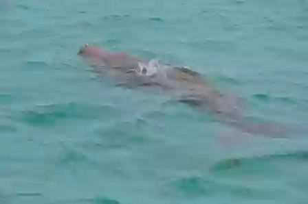 Dolphin Wild Island Cruises