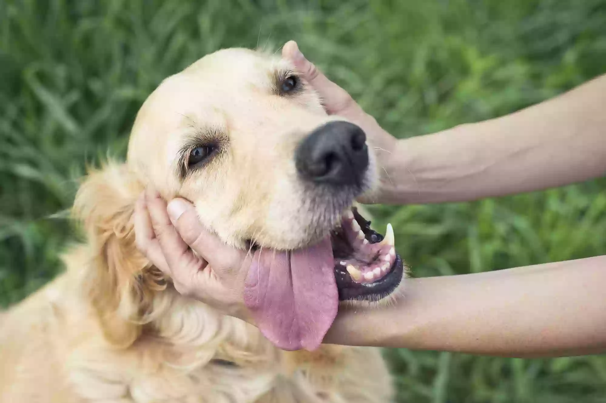 Aussie Pet Resort