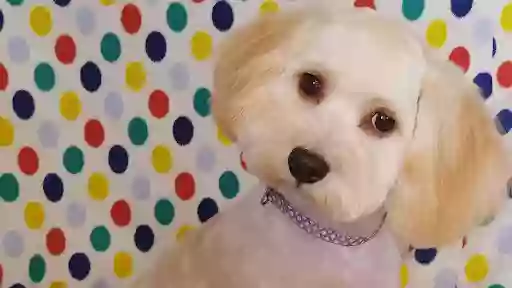 Petite Paws Dog Grooming Salon