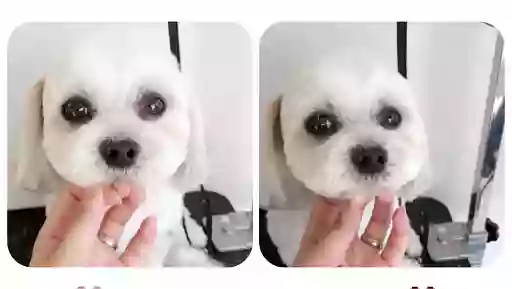 Shirley Professional Dog Grooming Studio