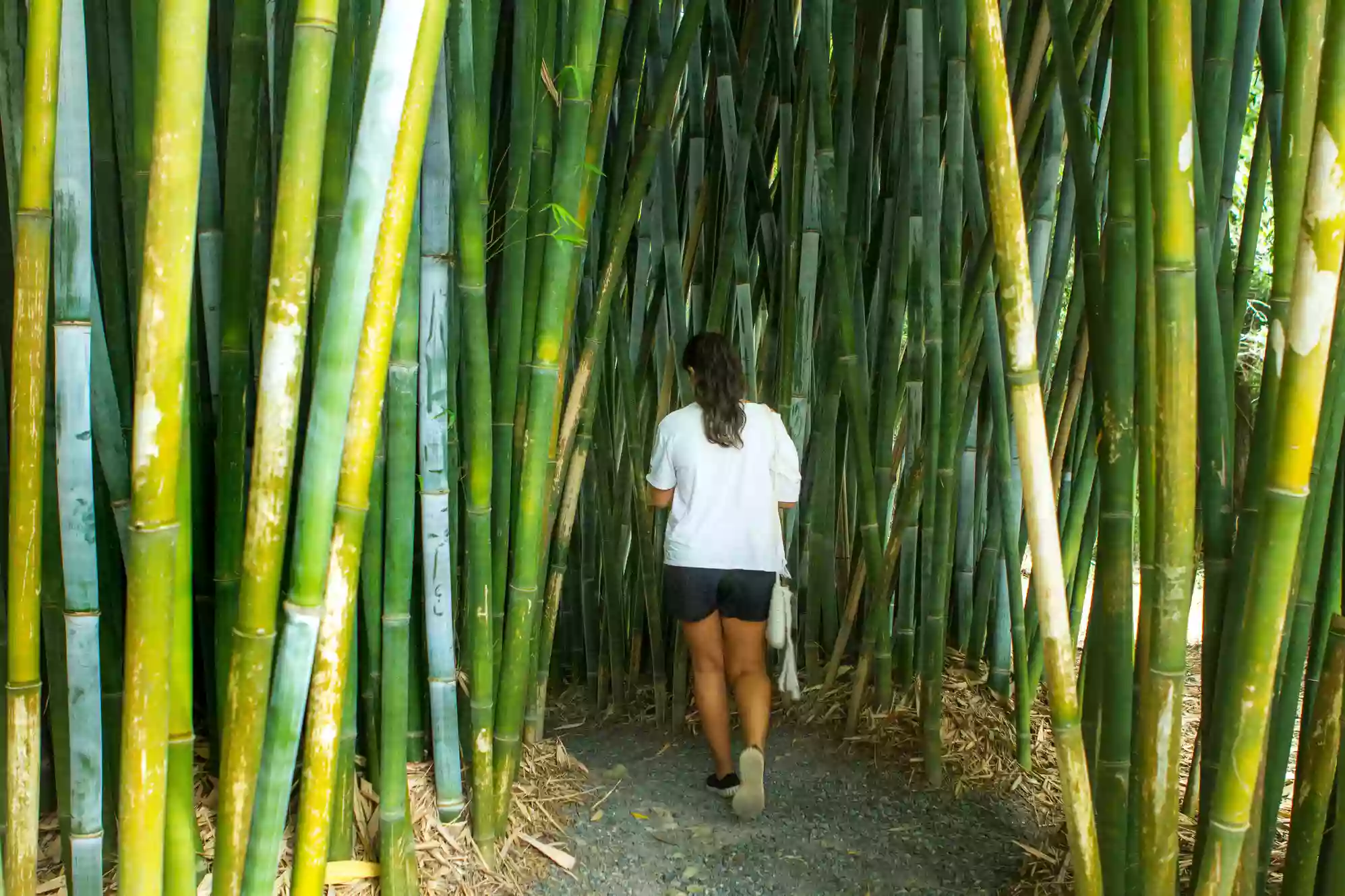 Bamboo Down Under Retail Garden Centre