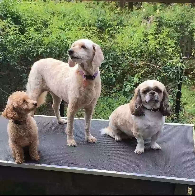 LA Clippers Pet Grooming