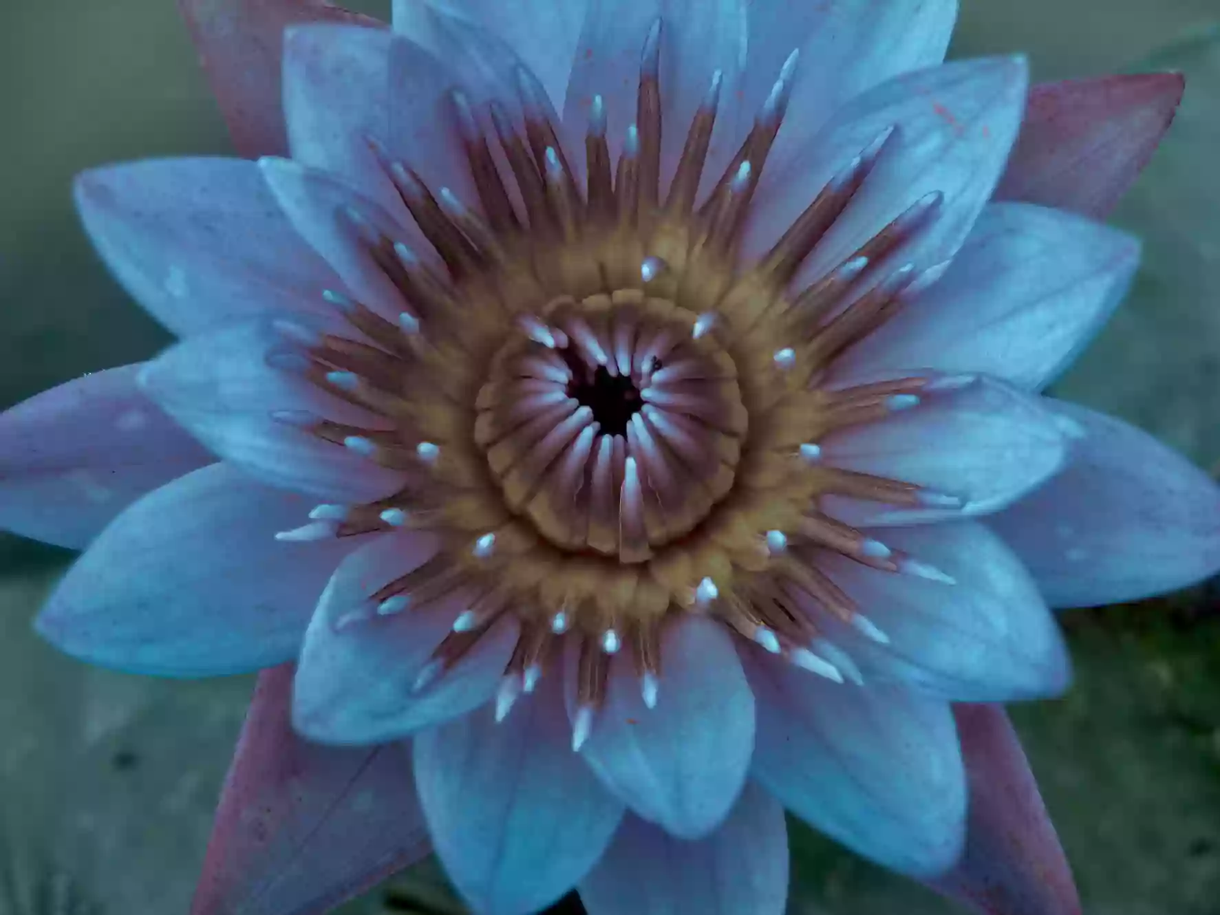 Blue Lotus Therapy