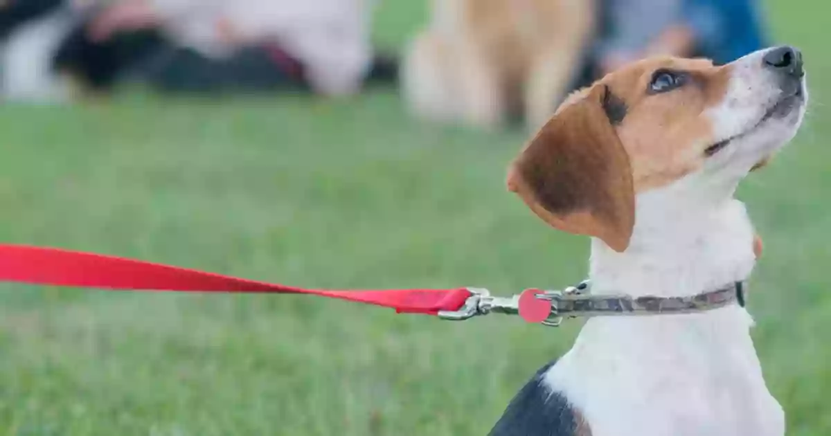 RSPCA Dog Training