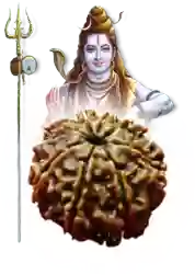 Sacred Rudraksha