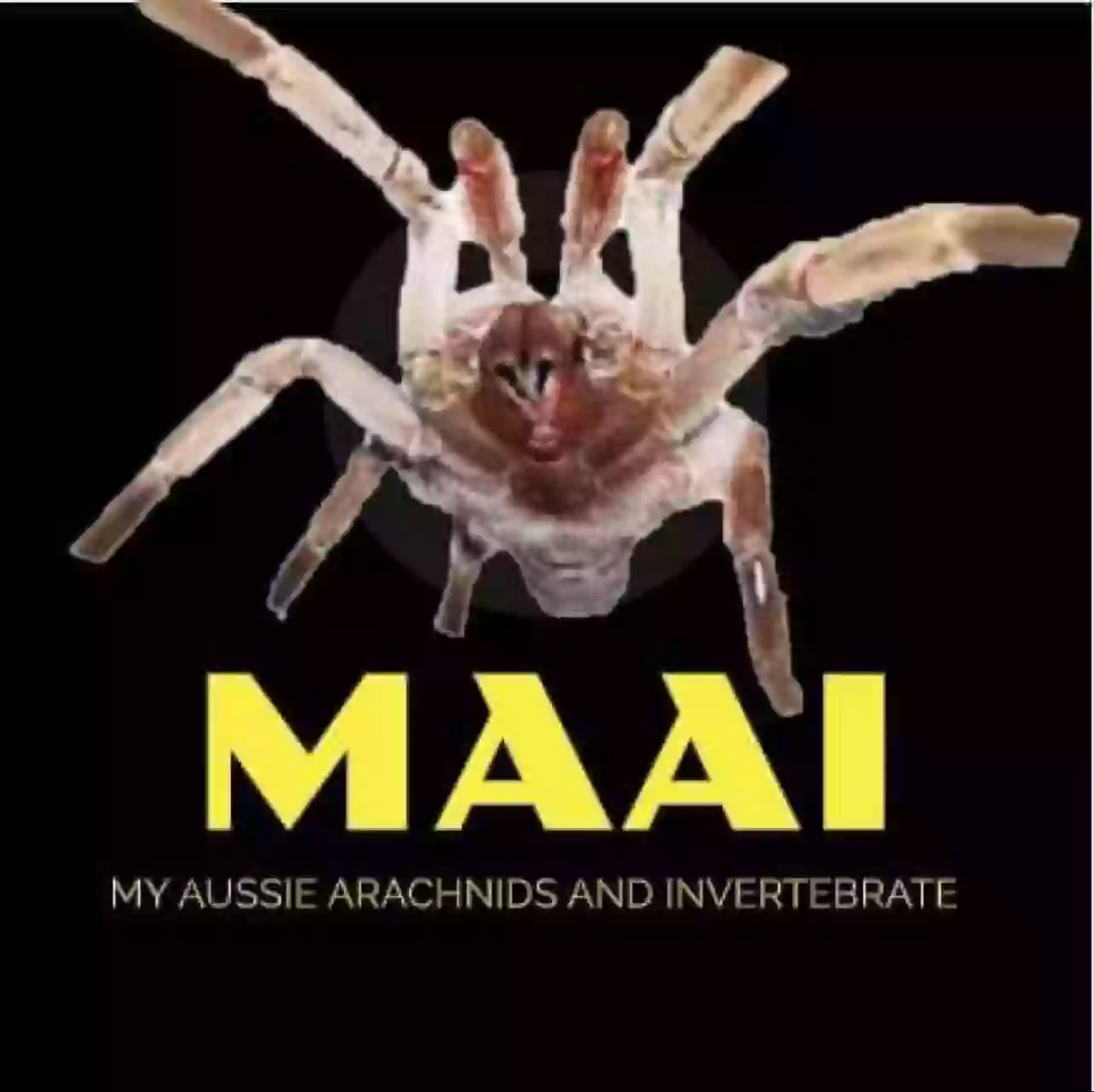 MAAI - My Aussie Arachnids and Invertebrate