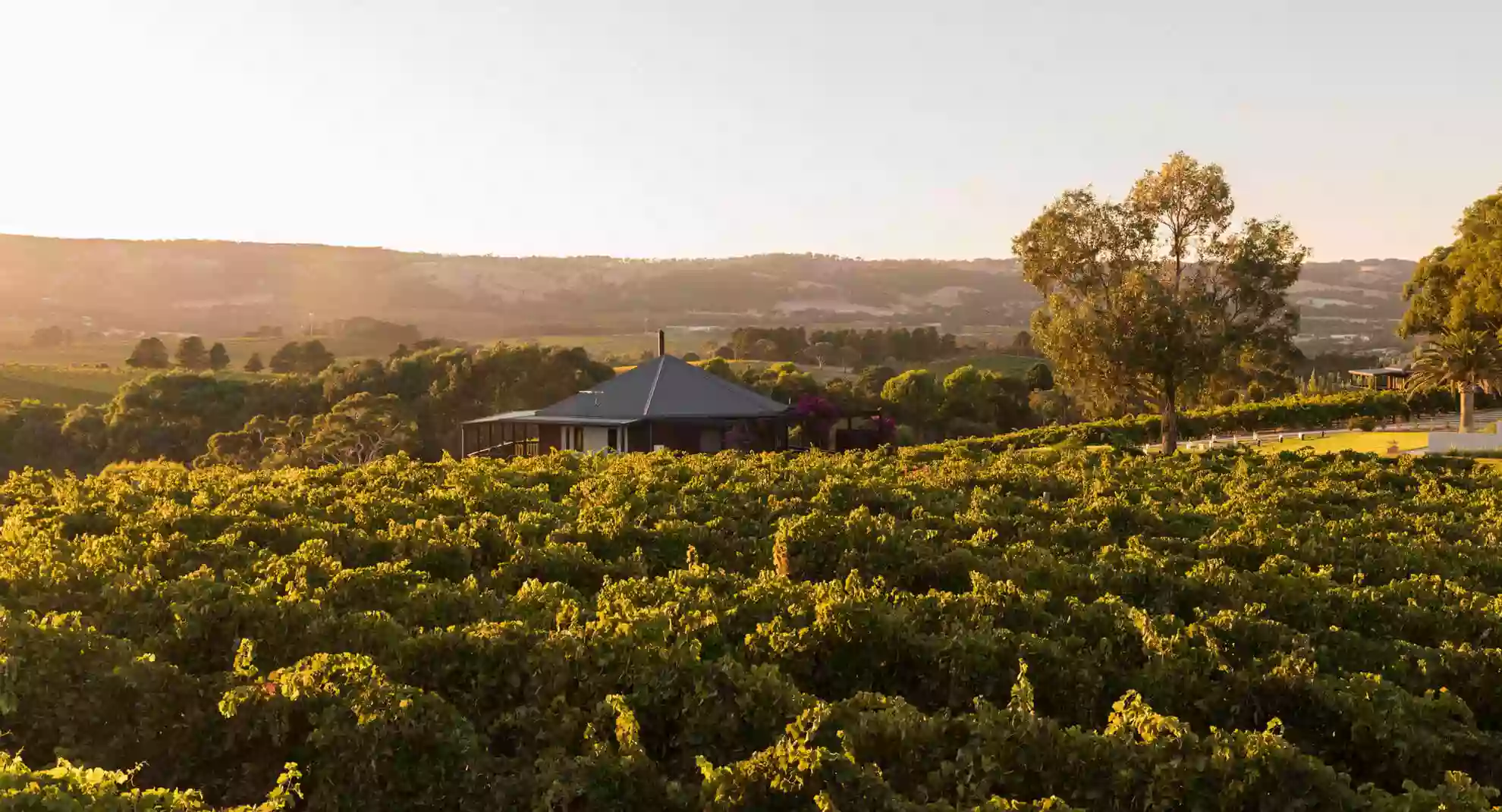 The Vineyard McLaren Vale