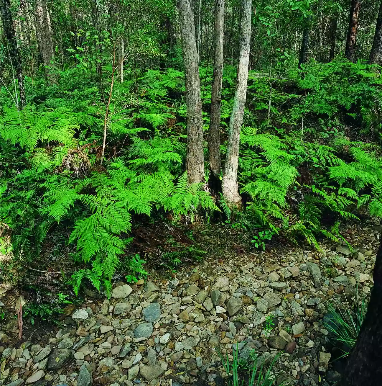 Nerang National Park