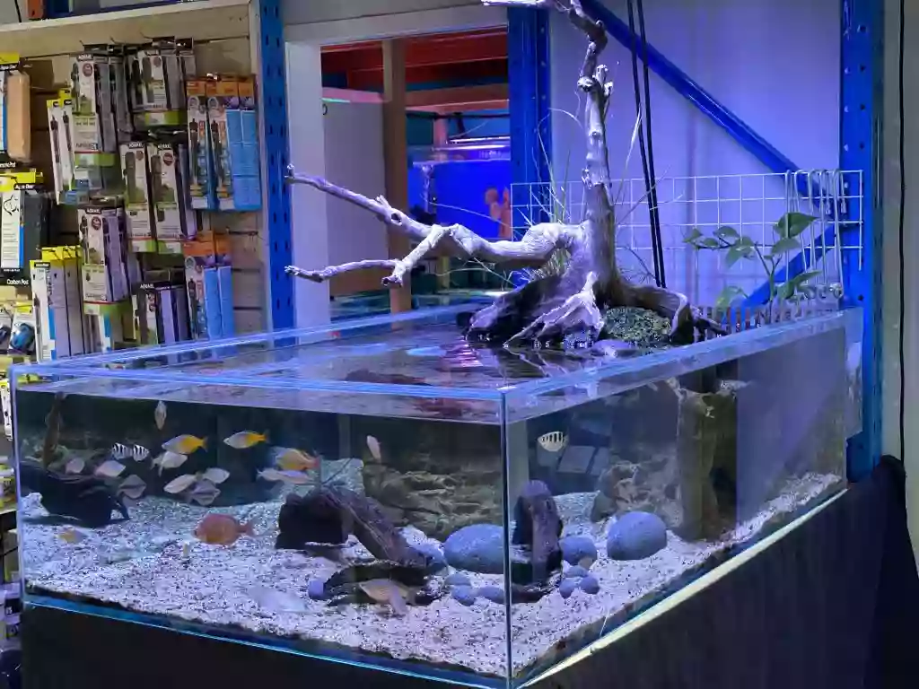 Arcy Aquariums