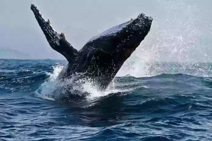 Coolangatta Whale Watch & Cook Island Snorkel Tours