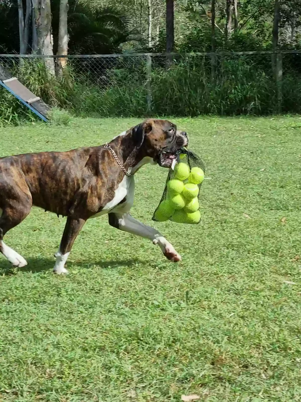 Redgum Kennels & Cattery