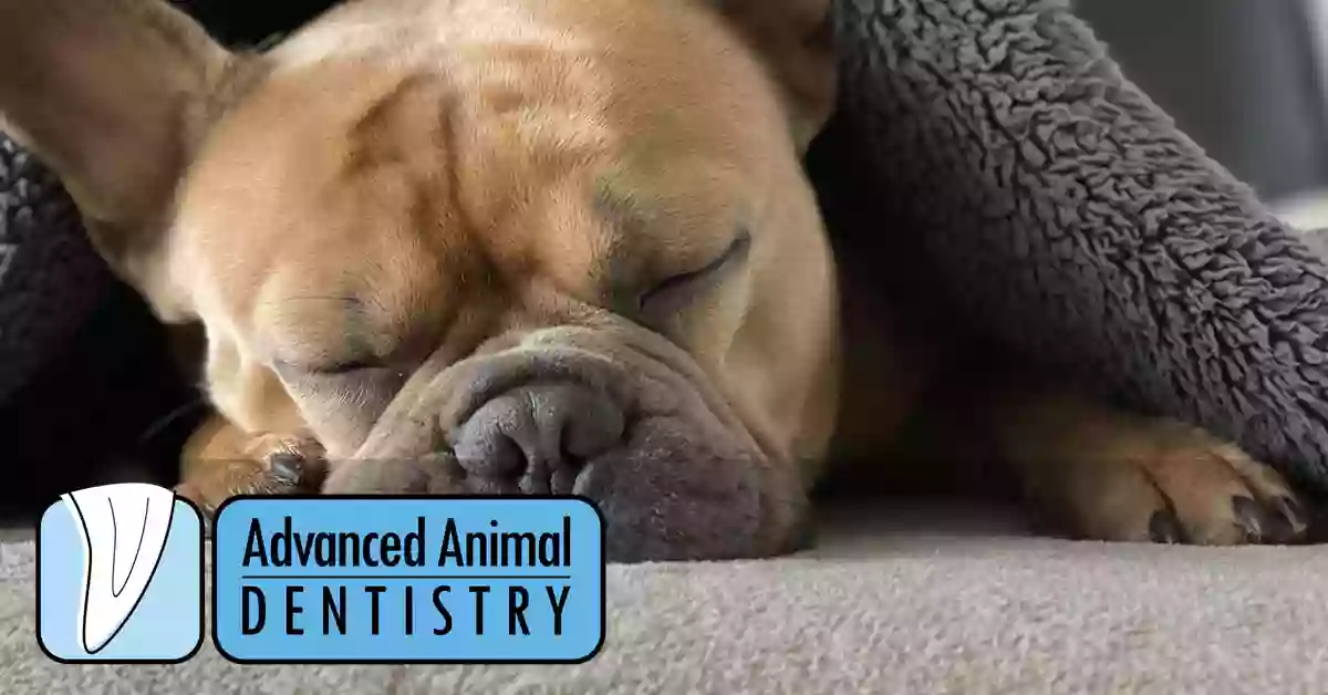Advanced Animal Dentistry