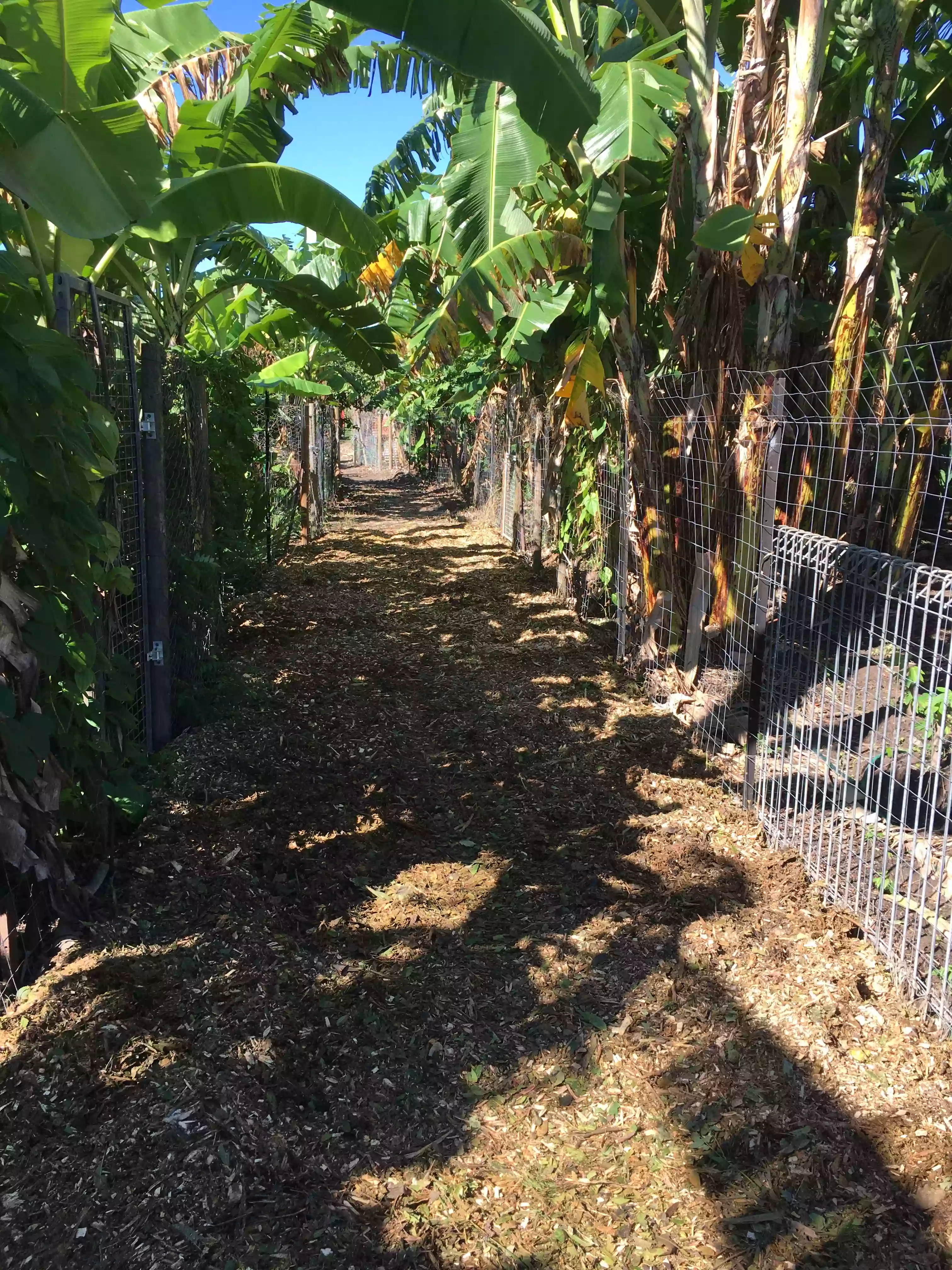 Townsville Community Garden