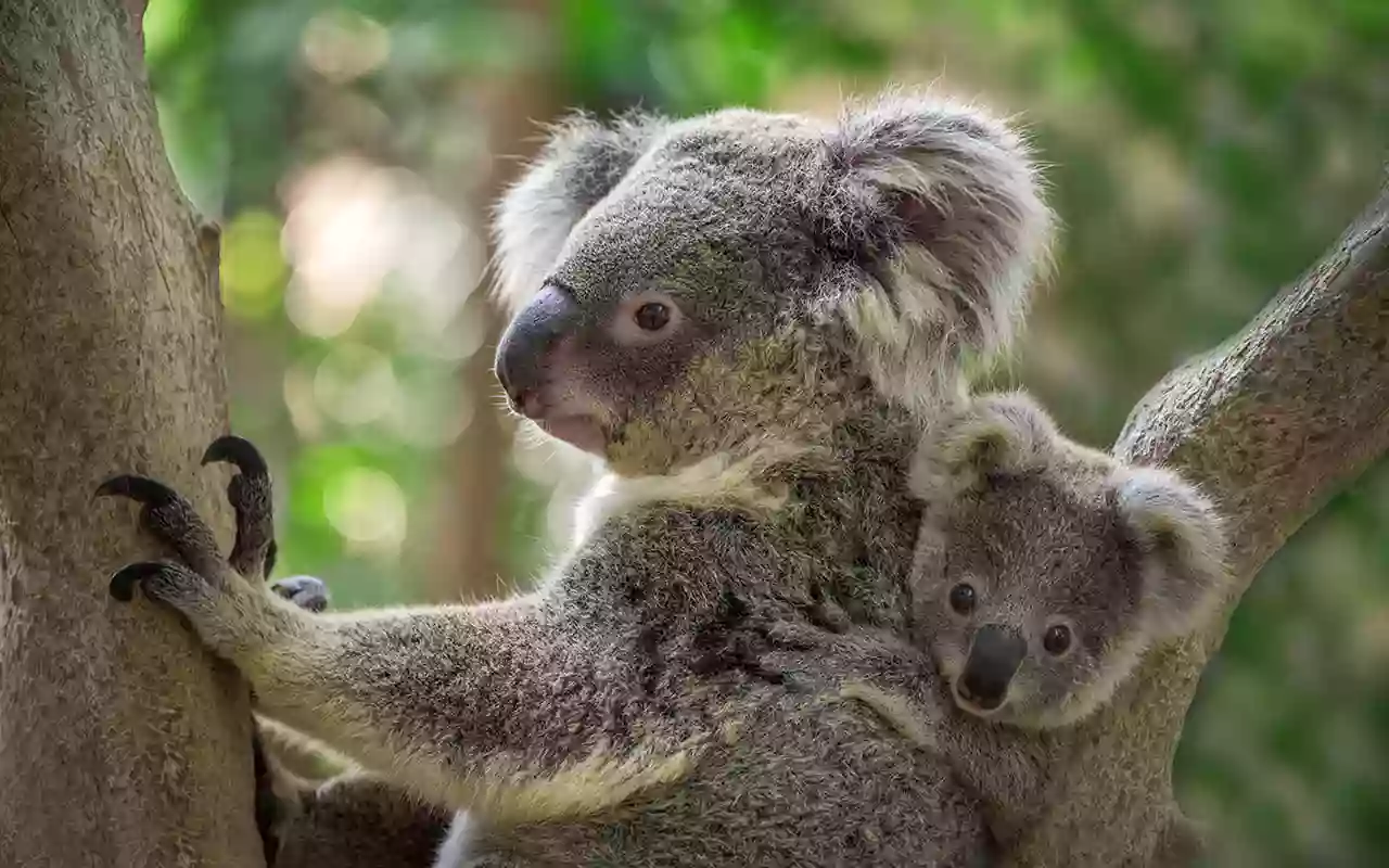 Kuranda Koala Gardens