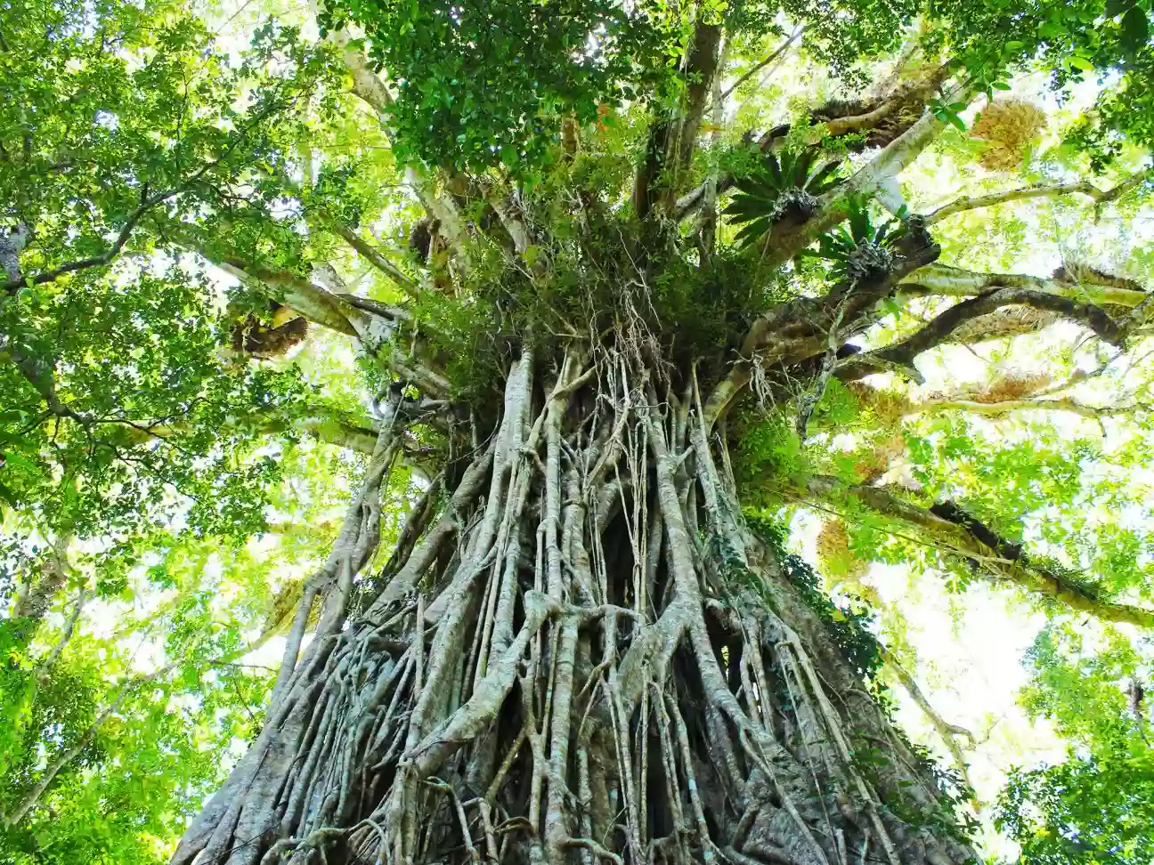 Cathedral Fig Tree