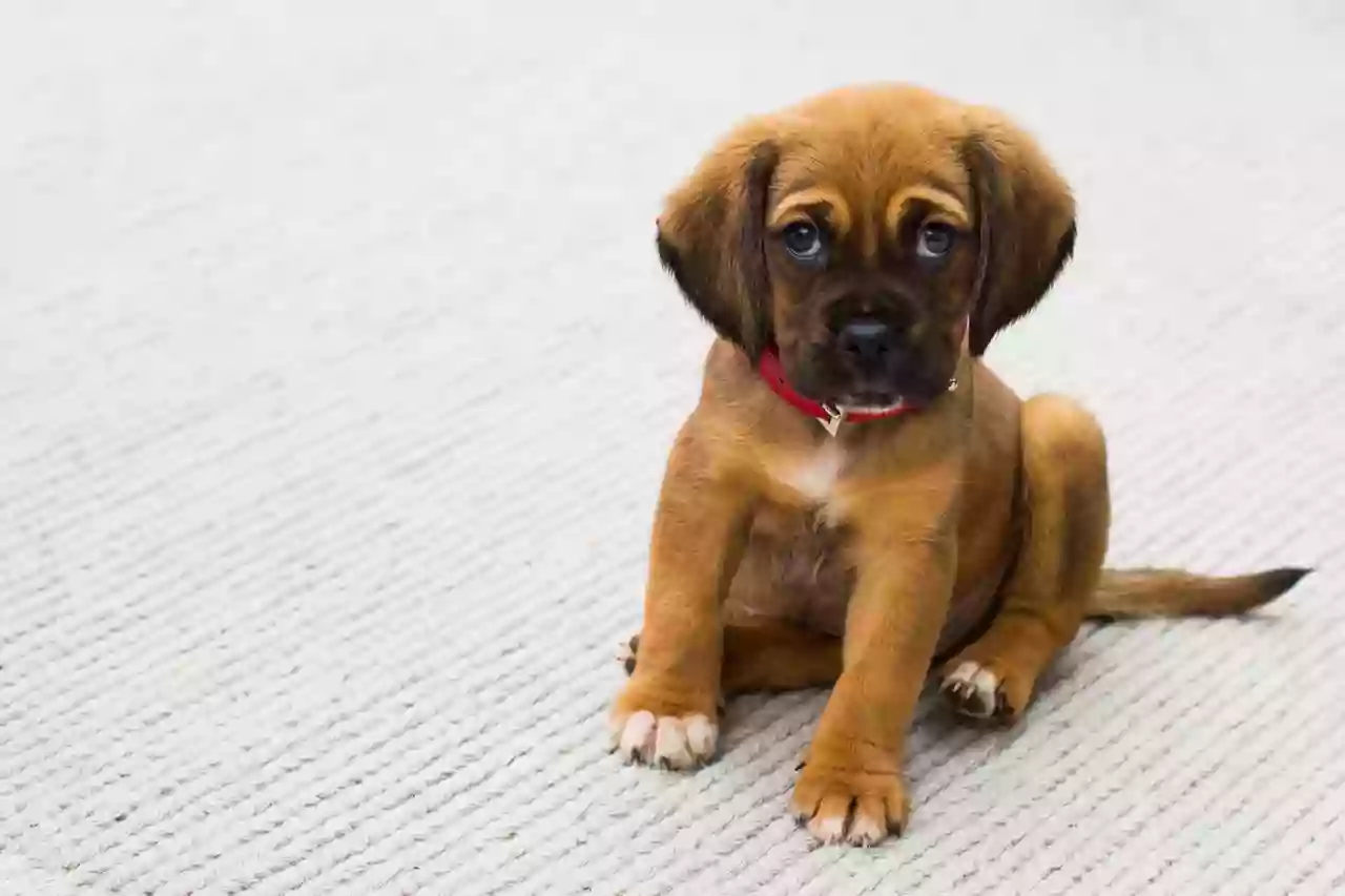 RSPCA Tasmania - Launceston Animal Care Centre