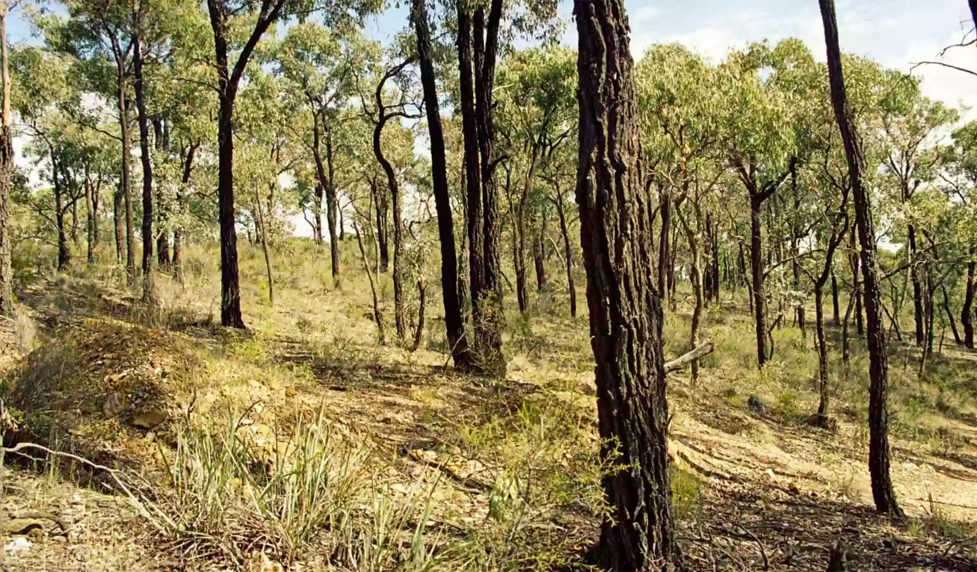 Greater Bendigo National Park