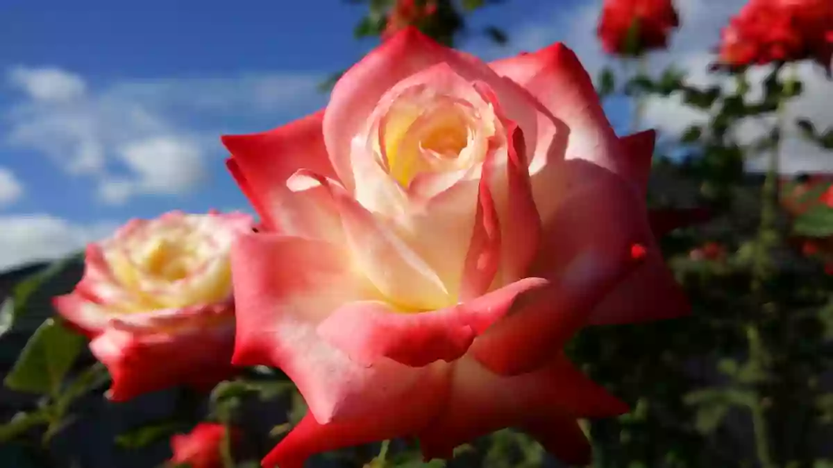 Auckland Rose Society Inc