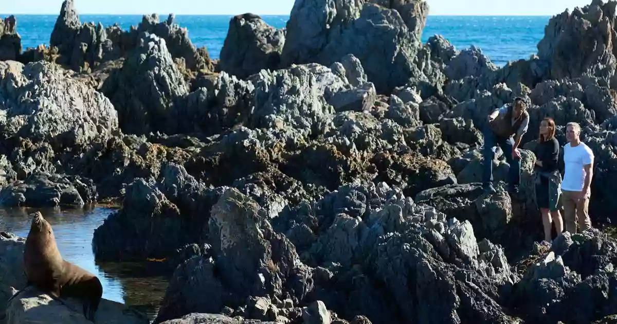 Red Rocks - Seals