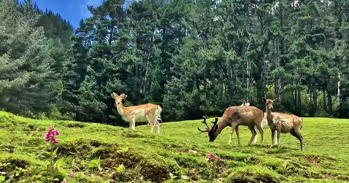 Staglands Wildlife Reserve & Café