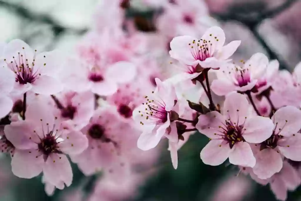 Cherry Blossom Nails