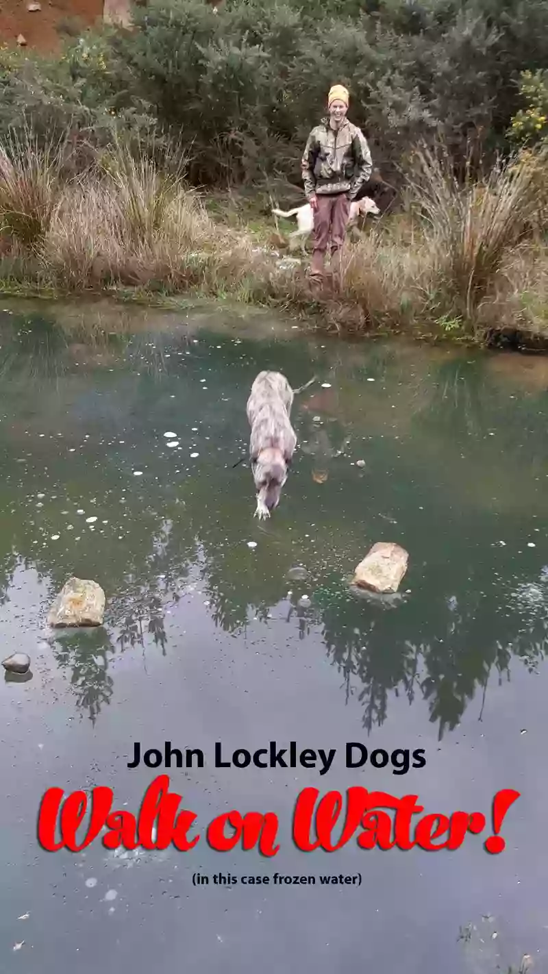 John Lockley Dogs – The Original Lockley Hunting Dog Breeder