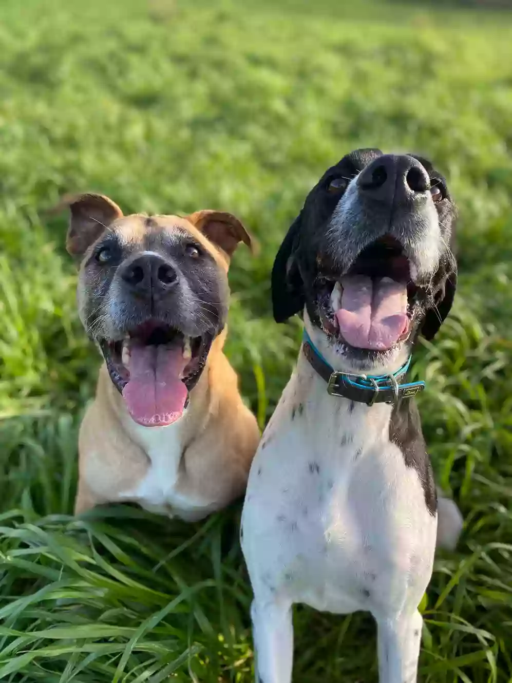 Waikato Boarding Kennels & Cattery