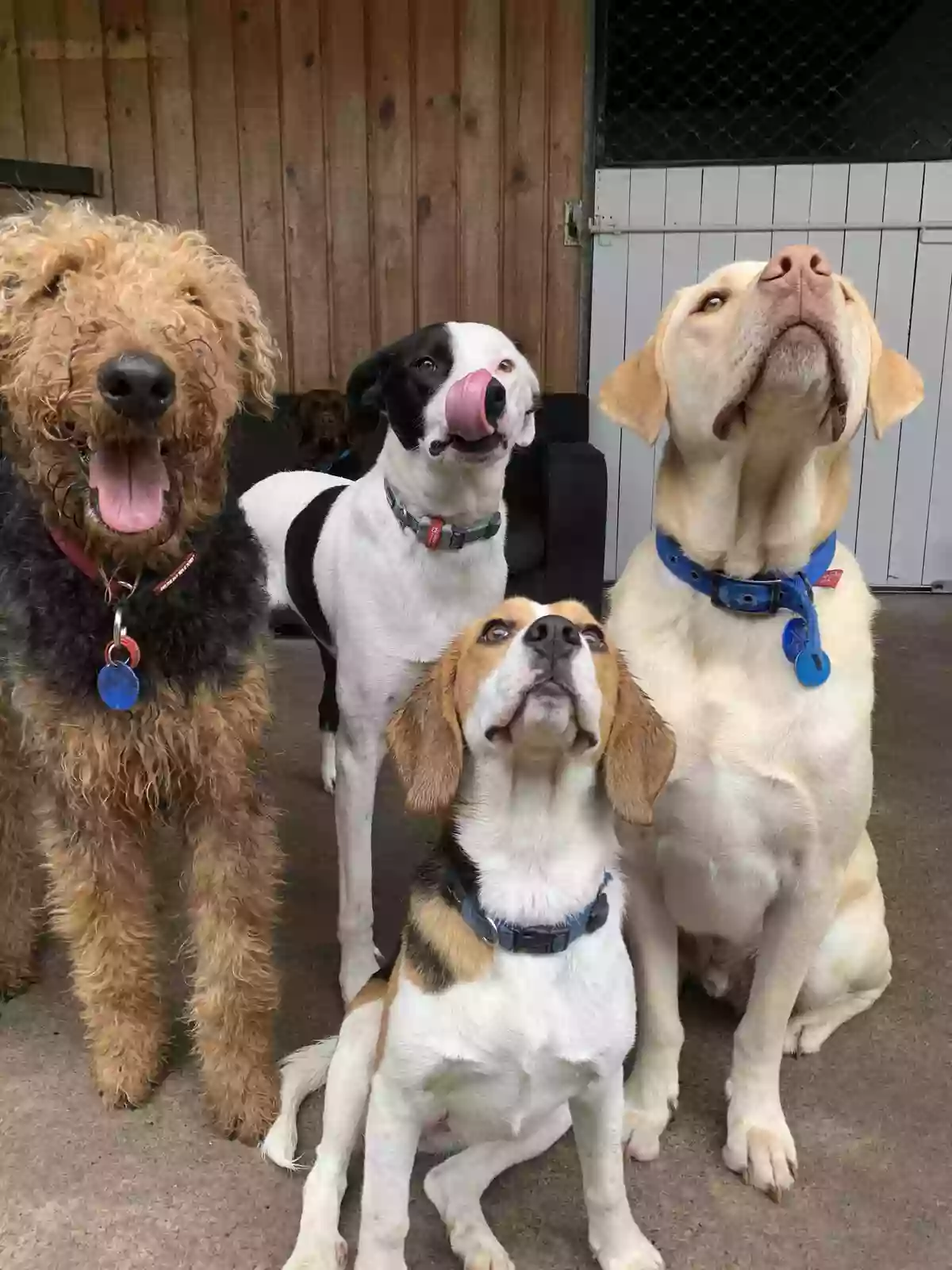 Doggy Bed & Biscuit Daycare