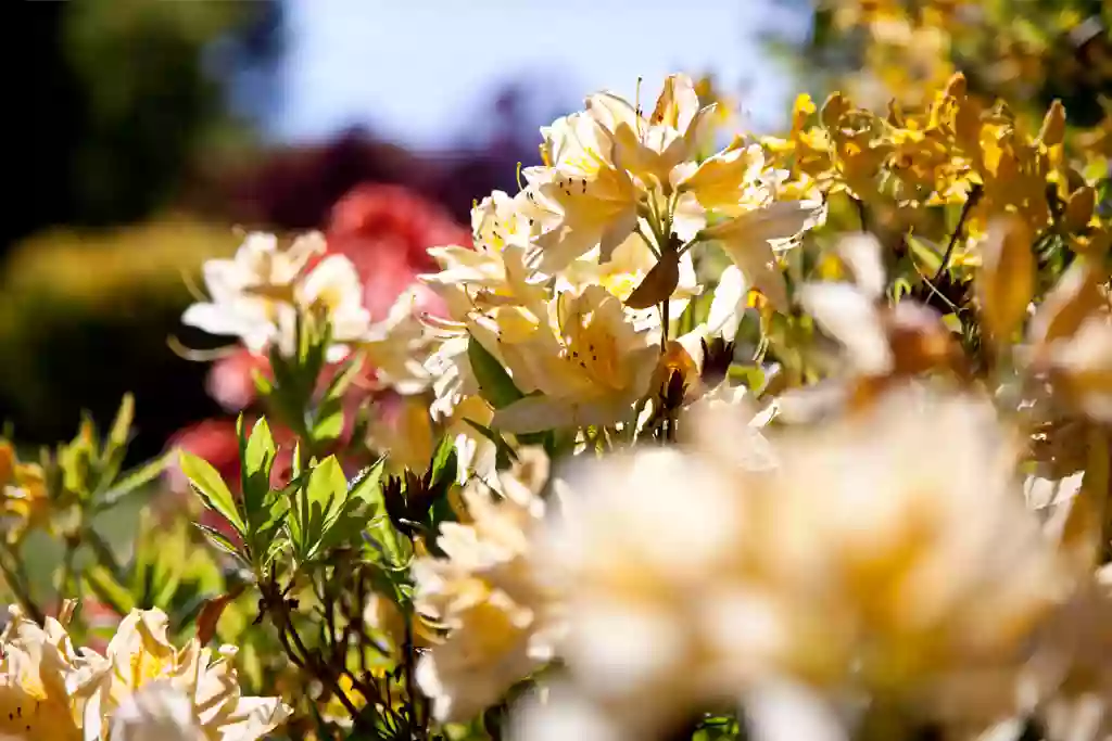 Dunedin Botanic Garden