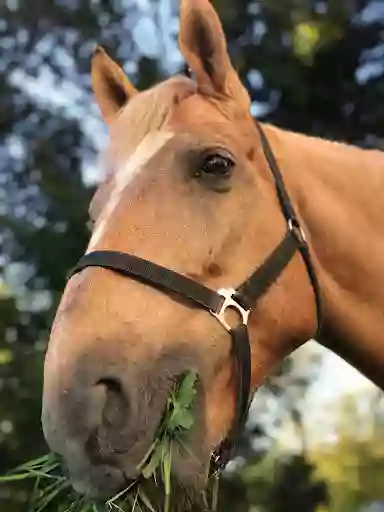 Конный клуб "Golden Horse"