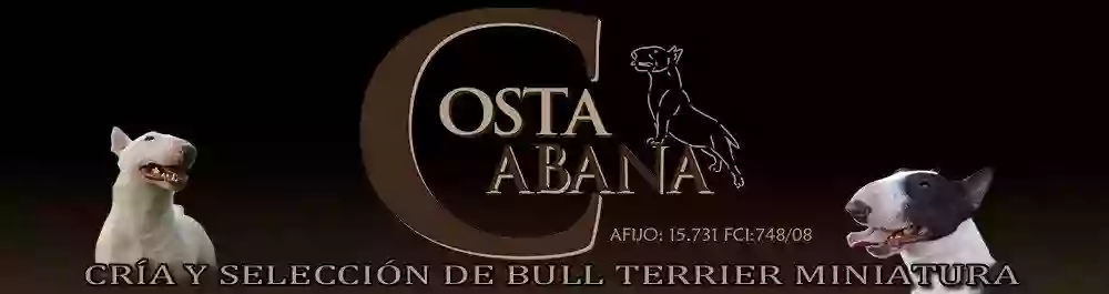 Criadero Bull Terrier Miniatura - Costa Cabana Bull