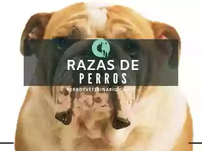 PERROS Y VETERINARIOS