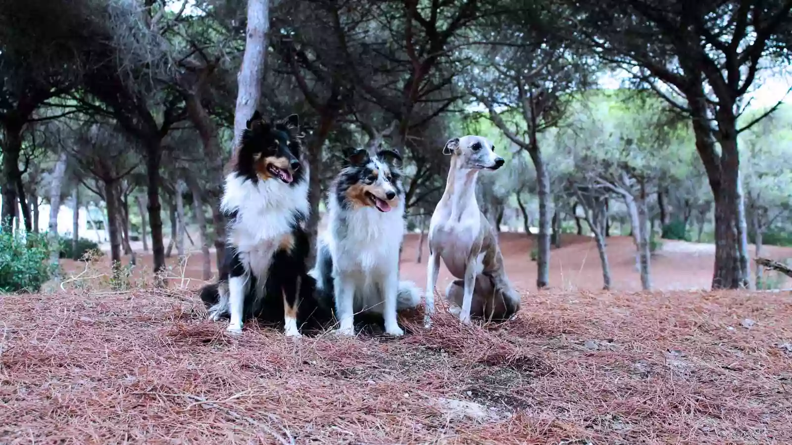 Clínica Veterinaria Gran Plaza